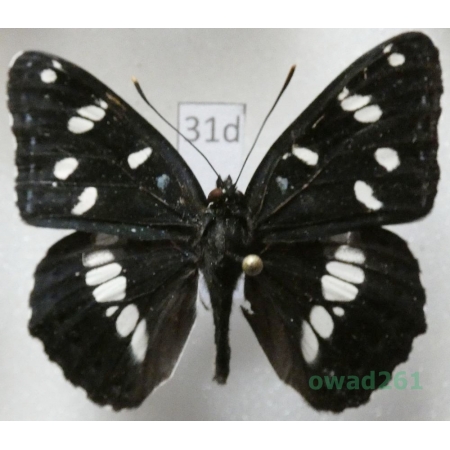 Limenitis reducta Staudinger, 1901 Croatia31d